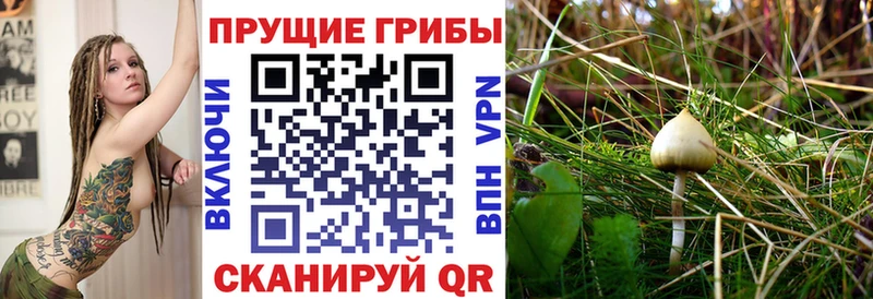 закладки Юхнов Галлюциногенные грибы Psilocybe
